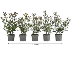 1-1,5 Meter Purpur-Glanzmispel 'Carre Rouge', 5 x ca. 20-35 cm