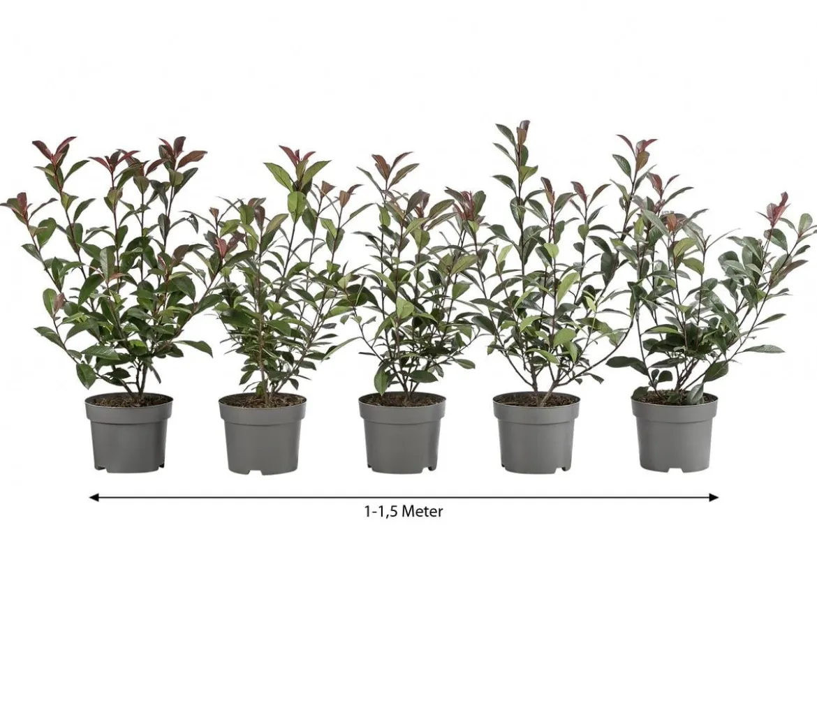 1-1,5 Meter Purpur-Glanzmispel 'Carre Rouge', 5 x ca. 20-35 cm