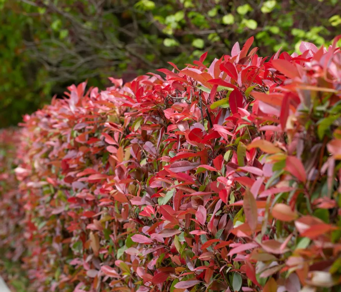 2-3 Meter Purpur-Glanzmispel 'Carre Rouge', 10 x ca. 20-35 cm