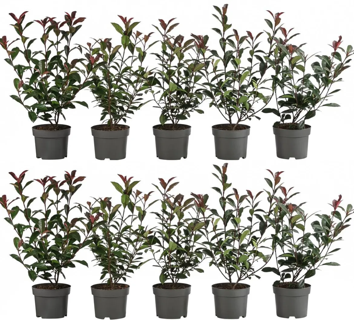 2-3 Meter Purpur-Glanzmispel 'Carre Rouge', 10 x ca. 20-35 cm