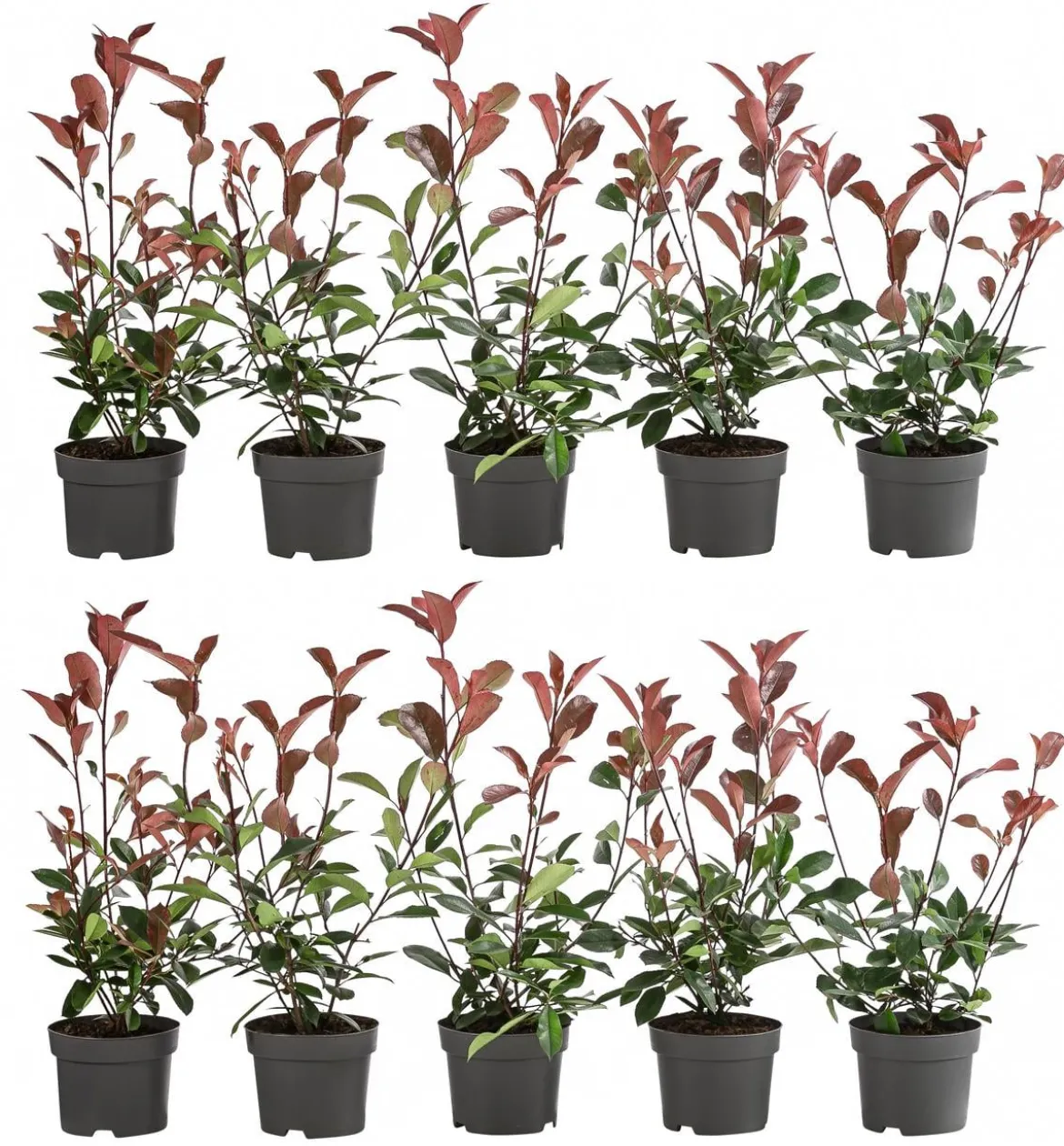 2-3 Meter Purpur-Glanzmispel 'Red Robin', 10 x ca. 20-35 cm