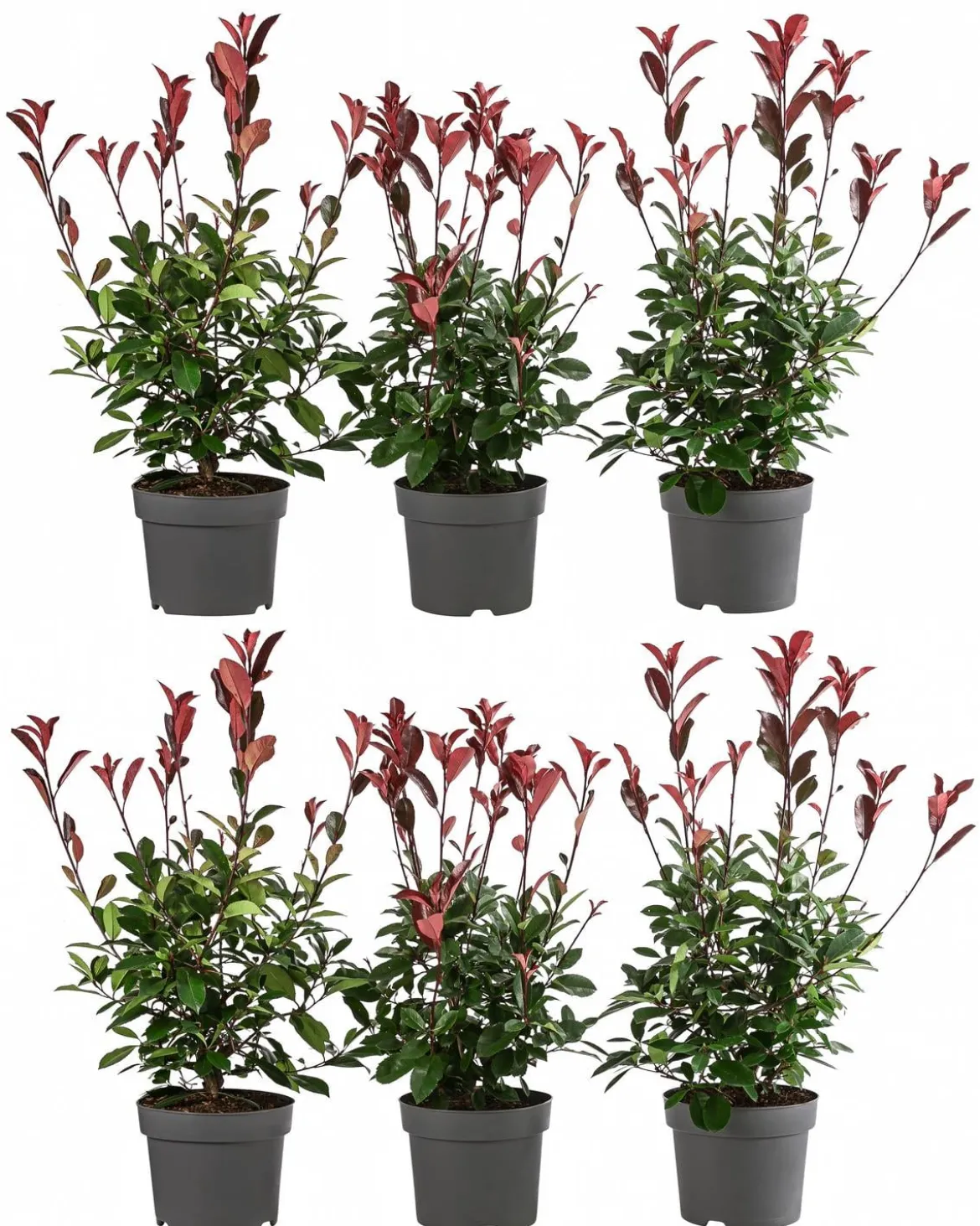 2 Meter Purpur-Glanzmispel 'Red Robin', 6 x ca. 40-60 cm