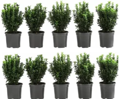 2 Meter Säulen-Spindelstrauch 'Green Rocket', 10 x ca. 25 cm