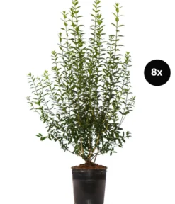4 Meter Wintergrüner Liguster 'Atrovirens', 8 x ca. 150-175 cm