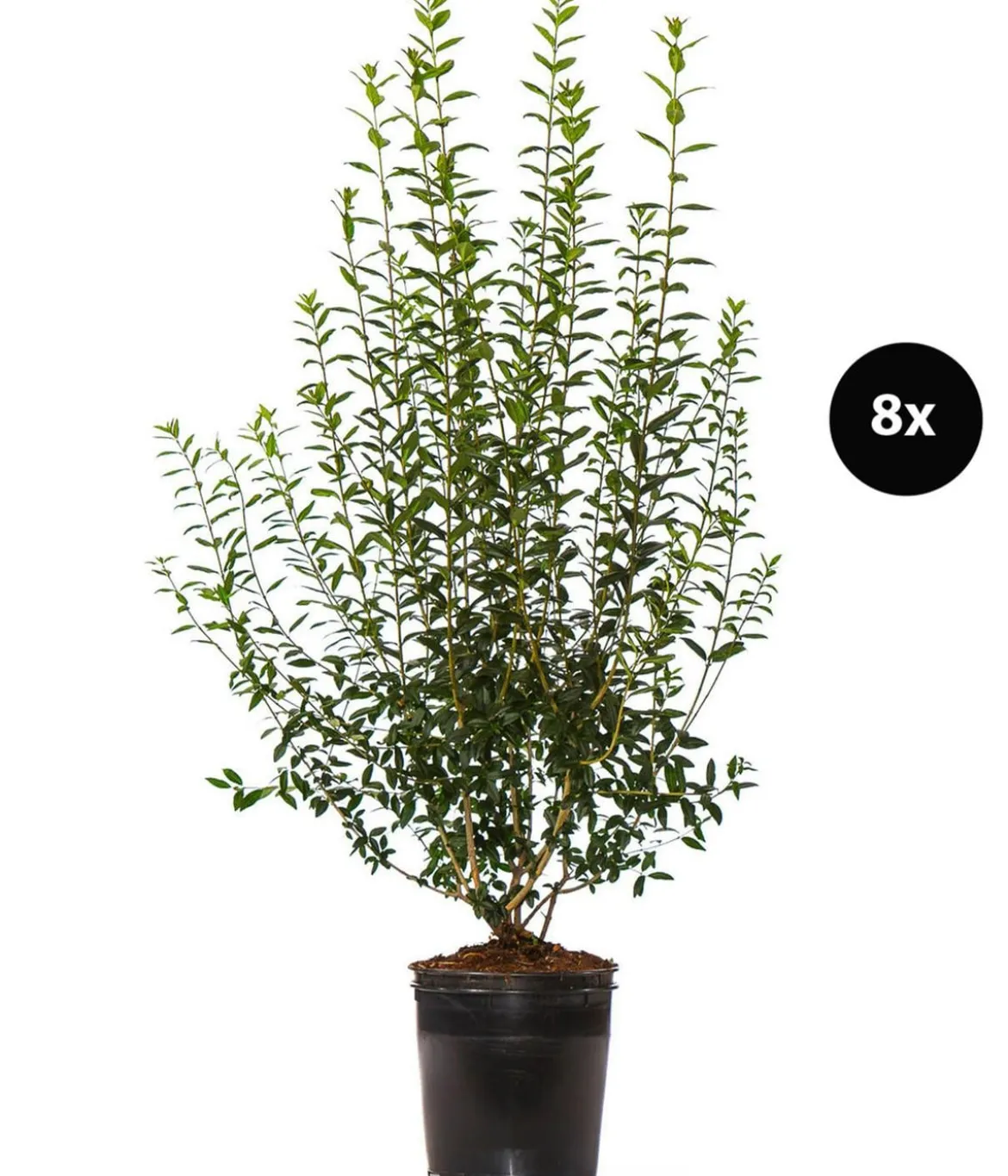4 Meter Wintergrüner Liguster 'Atrovirens', 8 x ca. 150-175 cm