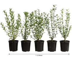 1-1,5 Meter Wintergrüner Liguster 'Atrovirens', 5 x ca. 30-35 cm