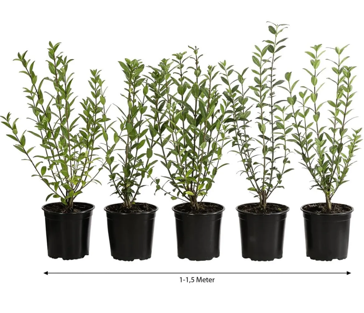 1-1,5 Meter Wintergrüner Liguster 'Atrovirens', 5 x ca. 30-35 cm