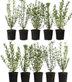 2-3 Meter Wintergrüner Liguster 'Atrovirens', 10 x ca. 30-35 cm