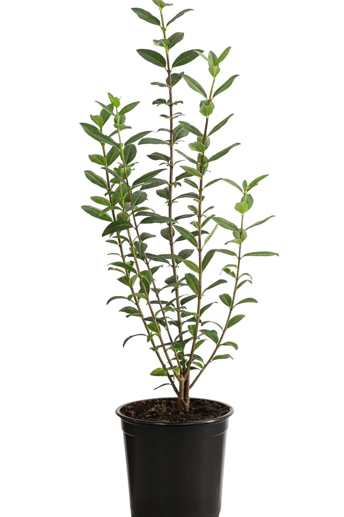 2-3 Meter Wintergrüner Liguster 'Atrovirens', 10 x ca. 30-35 cm