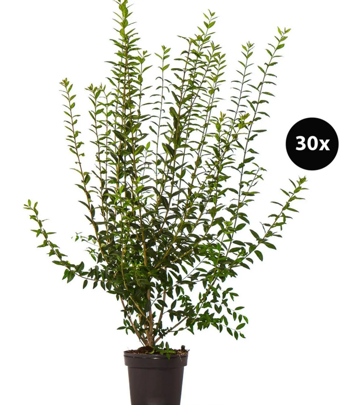 10 Meter Wintergrüner Liguster 'Atrovirens', 30 x ca. 100-150 cm
