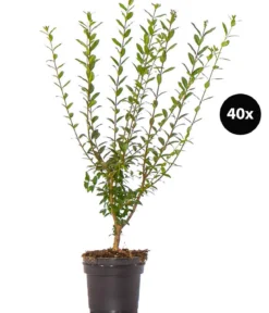 10 Meter Wintergrüner Liguster 'Atrovirens', 40 x ca. 60-100 cm