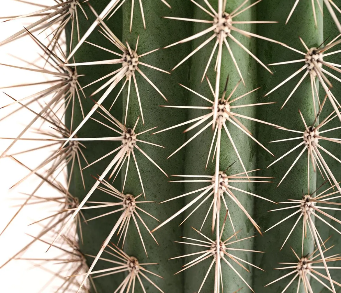 Mexikanischer Kandelaberkaktus - Pachycereus pringlei