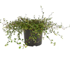 Mühlenbeckia