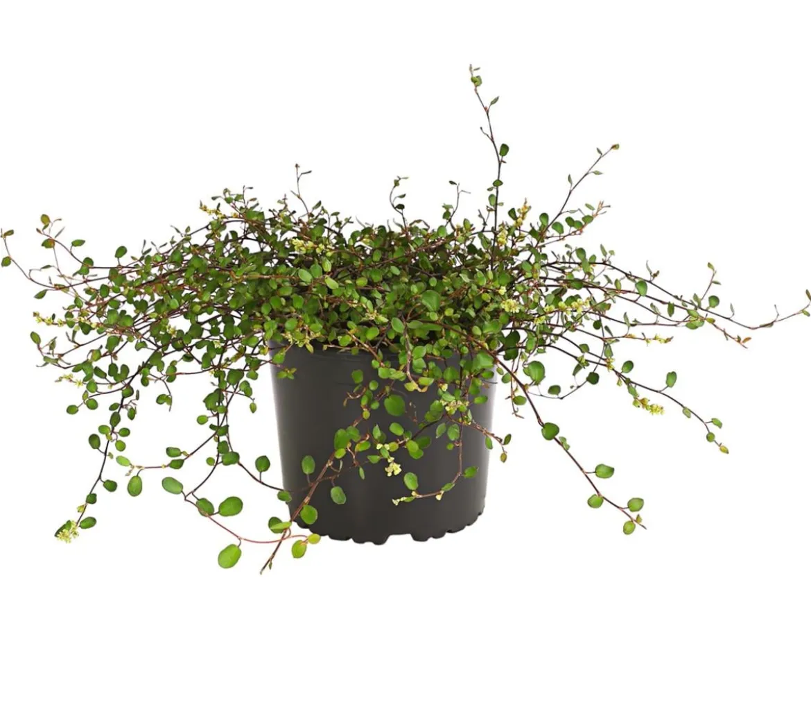 Mühlenbeckia, kleinblättrig