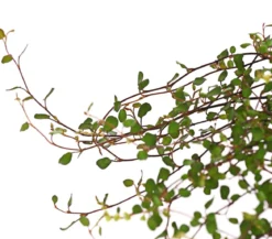 Mühlenbeckia, kleinblättrig