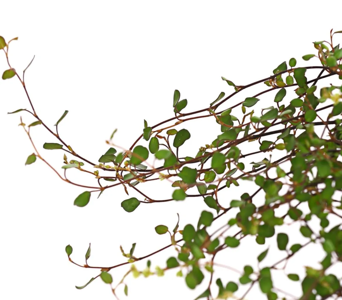Mühlenbeckia, kleinblättrig