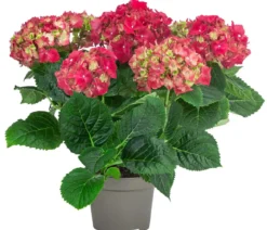 Midi Hortensie - Hydrangea macrophylla, verschiedene Farben