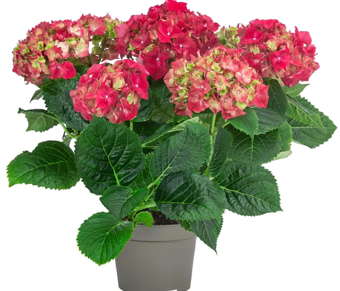 Midi Hortensie - Hydrangea macrophylla, verschiedene Farben