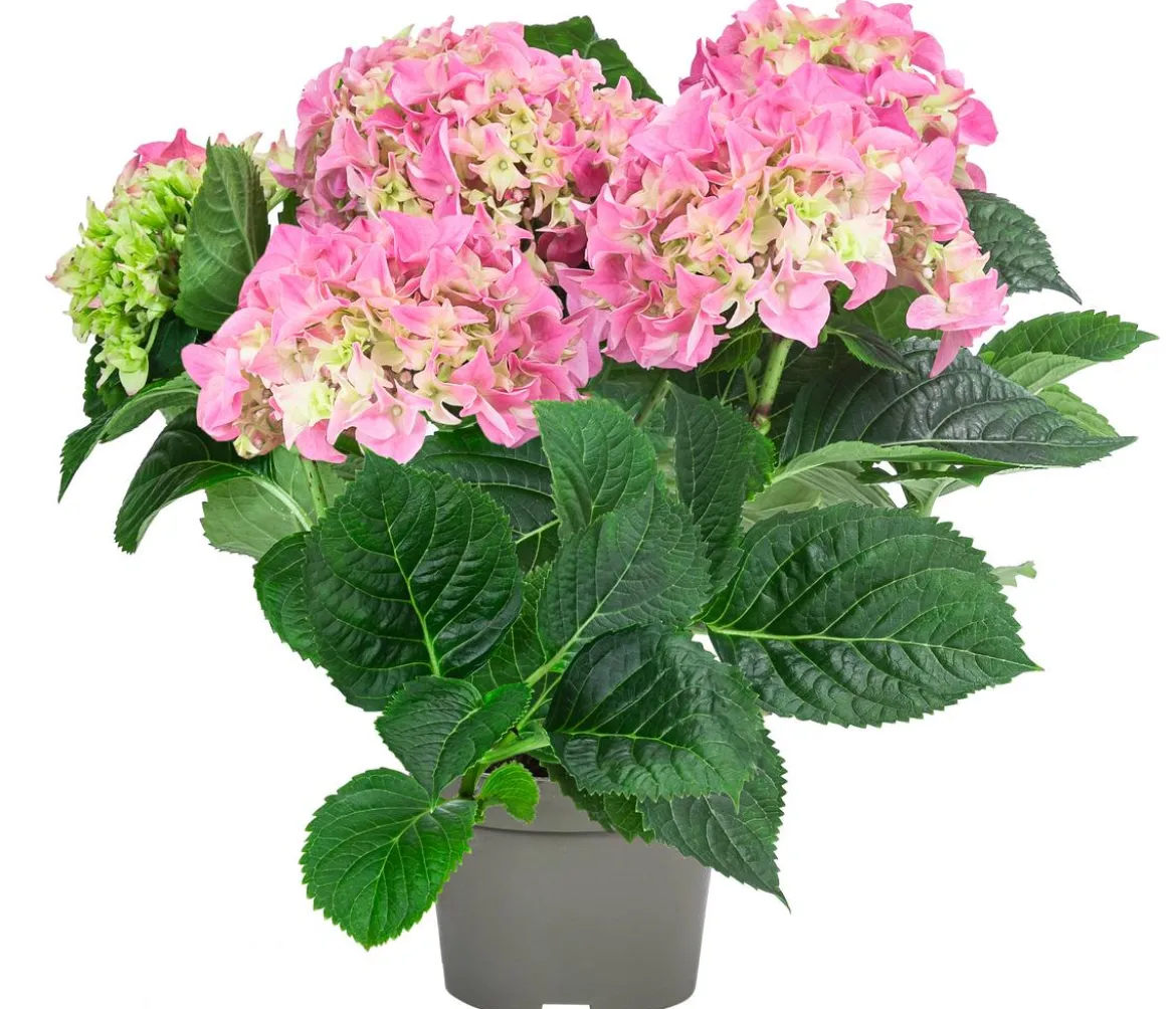 Midi Hortensie - Hydrangea macrophylla, verschiedene Farben