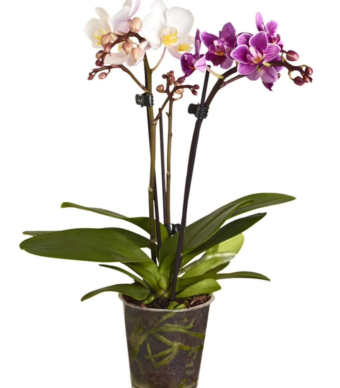 Midi Schmetterlingsorchideen-Duo - Phalaenopsis cultivars