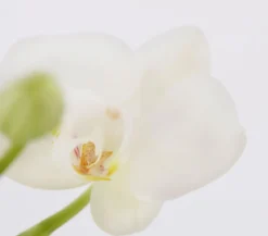 Midi Schmetterlingsorchidee - Phalaenopsis cultivars, zweitriebig, verschiedene Sorten