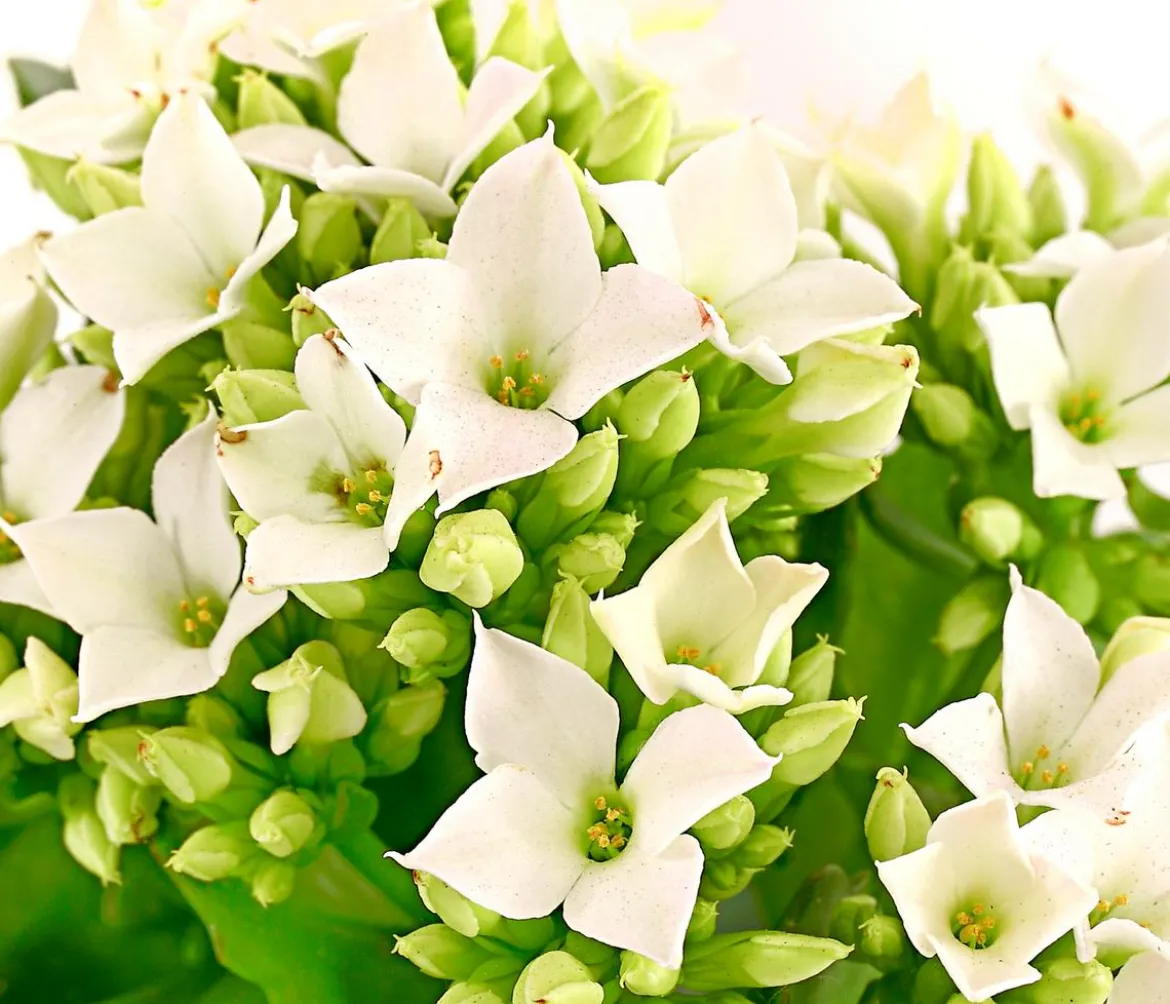 Mini Flammendes Käthchen - Kalanchoe blossfeldiana