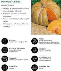 Mini Muskat-Kürbis