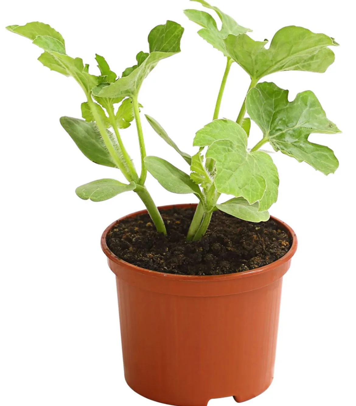 Mini Wassermelone