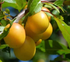 Mirabelle 'Bellamira'
