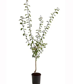 Mirabelle 'Bellamira'