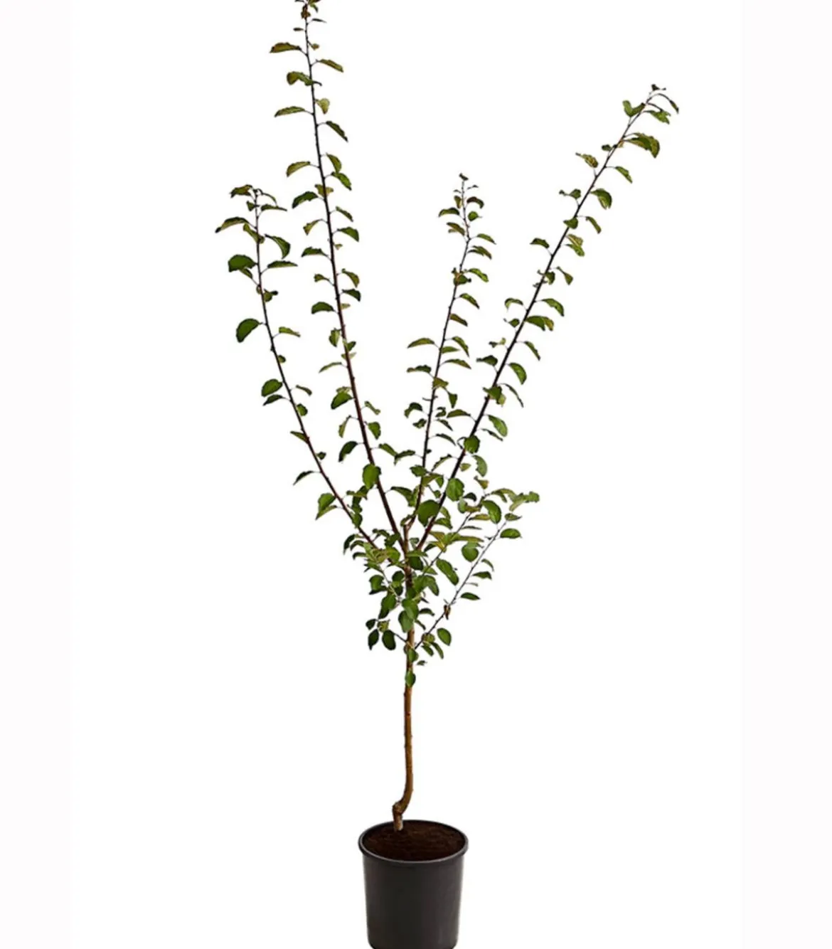 Mirabelle 'Bellamira'