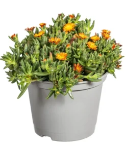 Mittagsblume