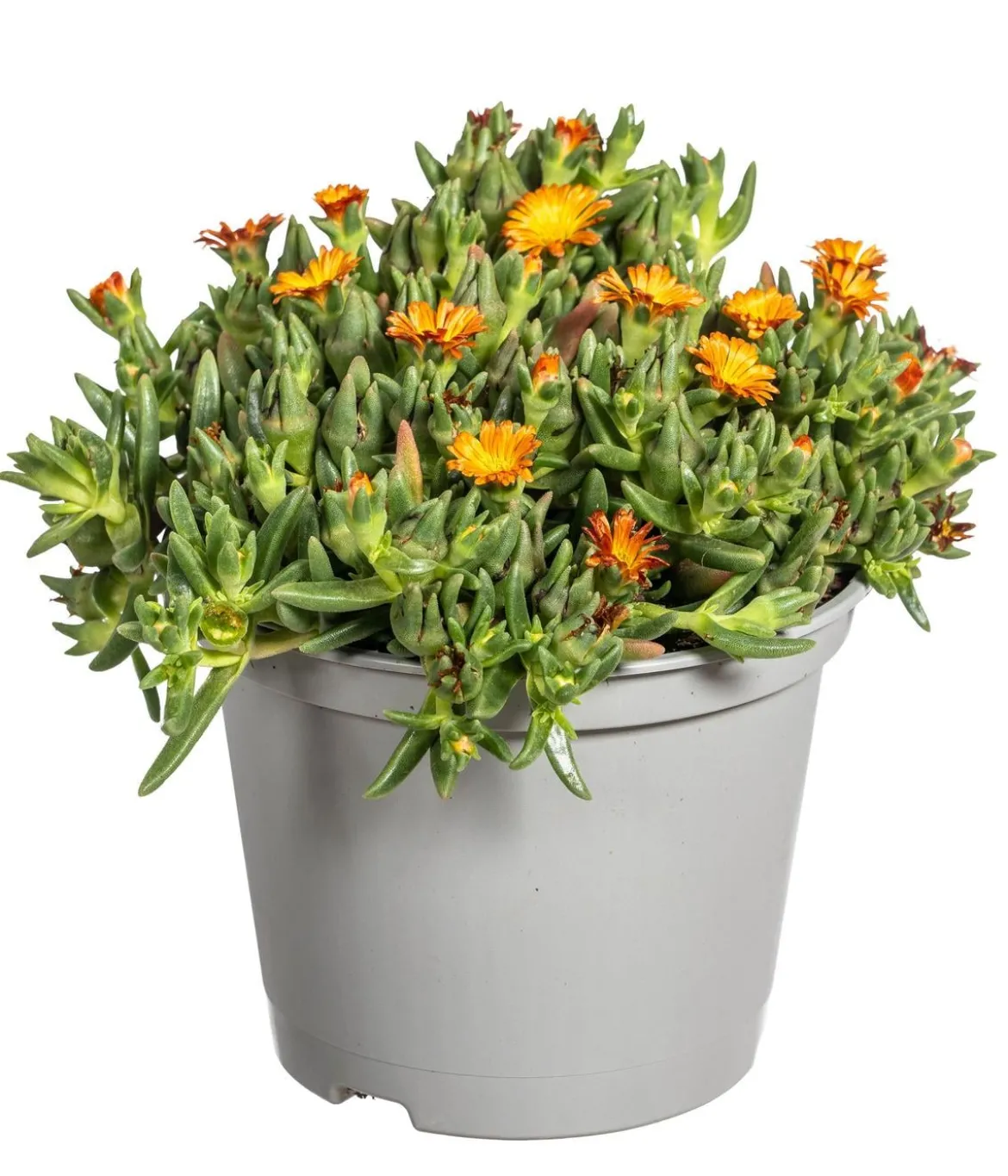 Mittagsblume