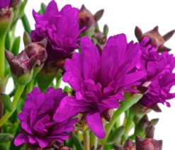 Mittagsblume, Busch, verschiedene Farben