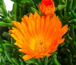 Mittagsblume, Busch, verschiedene Farben