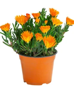 Mittagsblume, Busch, verschiedene Farben