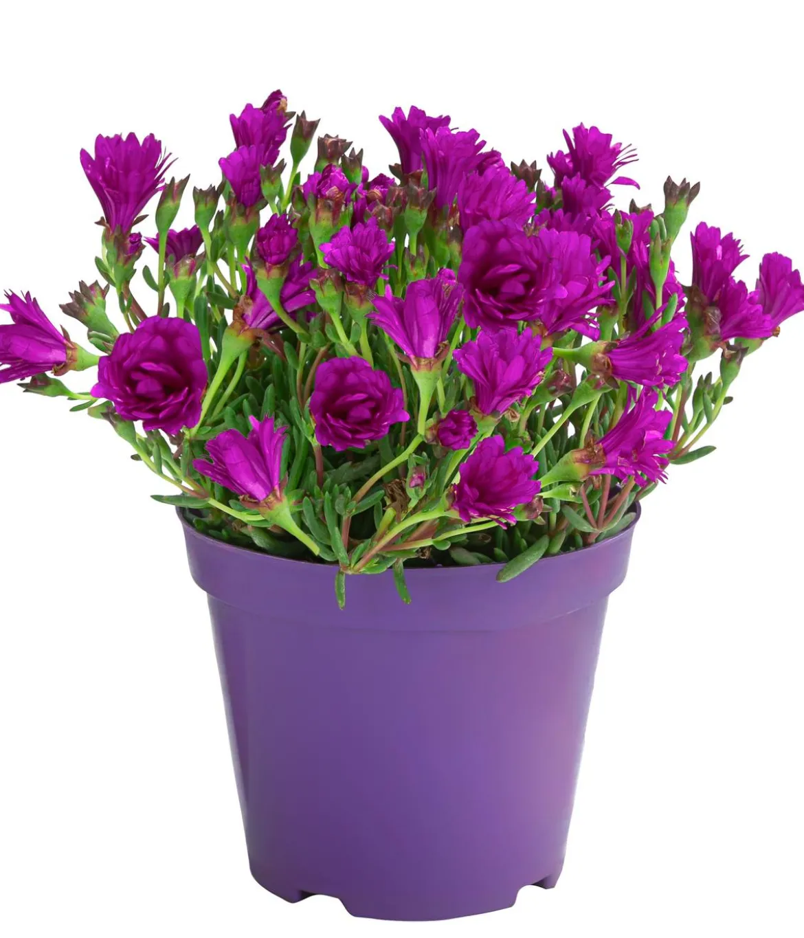Mittagsblume, Busch, verschiedene Farben