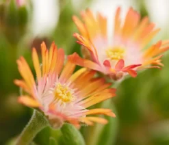Mittagsblume 'Firespinner', verschiedene Farben