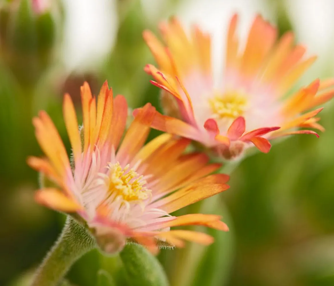 Mittagsblume 'Firespinner', verschiedene Farben