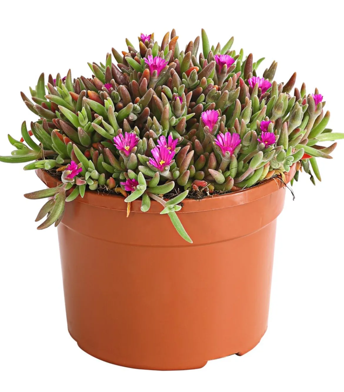 Mittagsblume 'Firespinner', verschiedene Farben