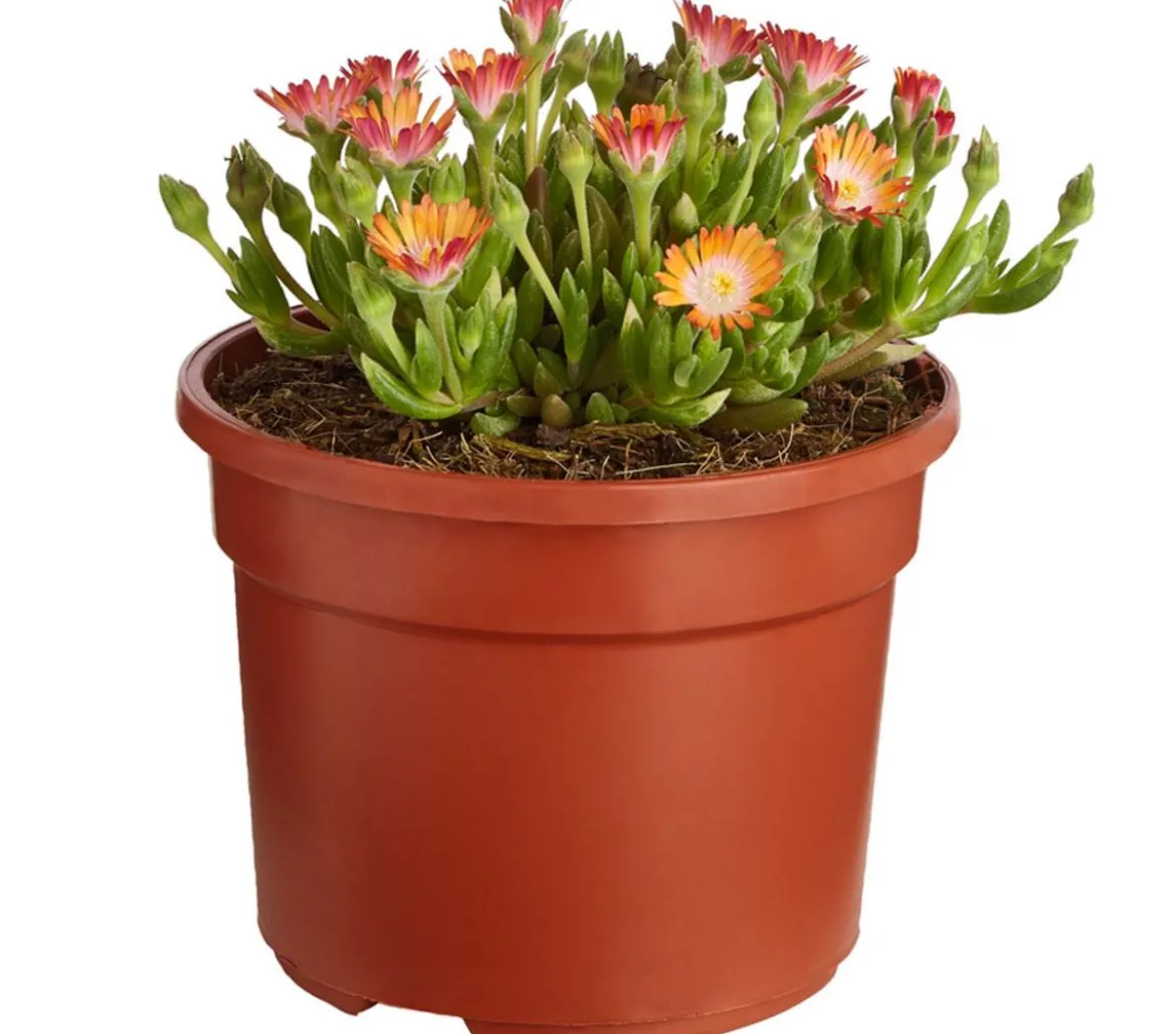 Mittagsblume 'Firespinner', verschiedene Farben