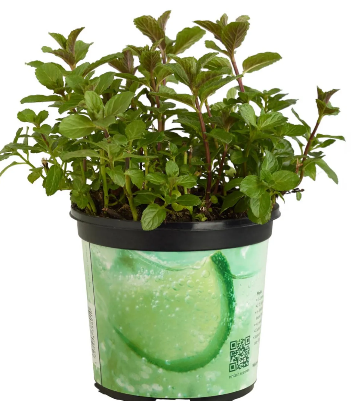 Mojito-Minze