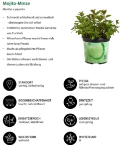 Mojito-Minze