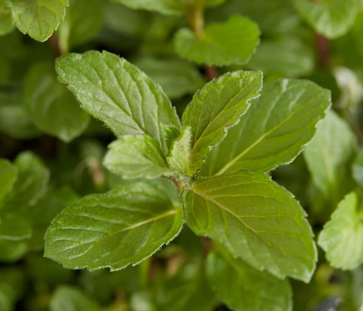 Mojito-Minze
