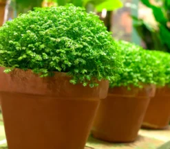 Moosfarn - Selaginella apoda