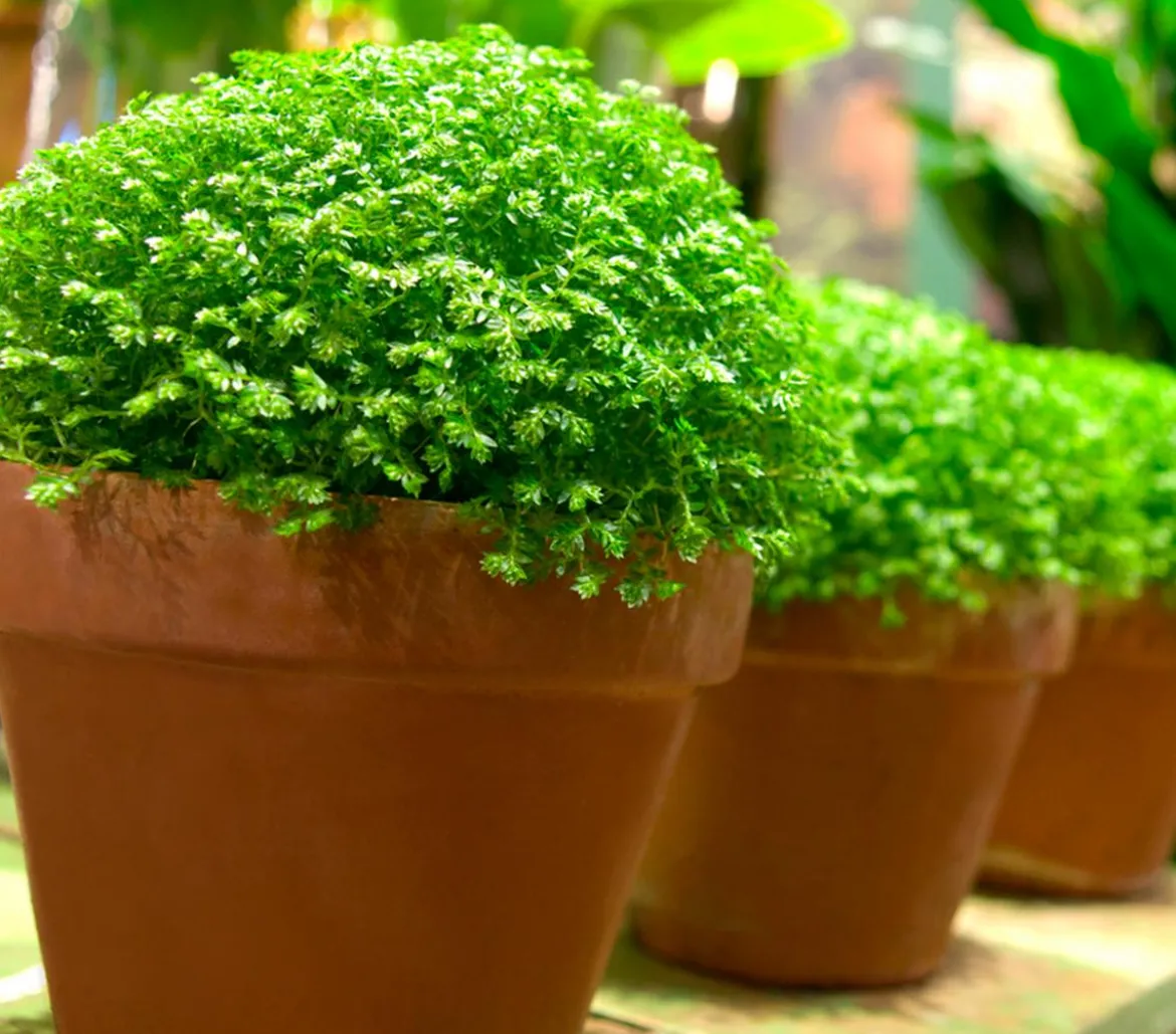 Moosfarn - Selaginella apoda