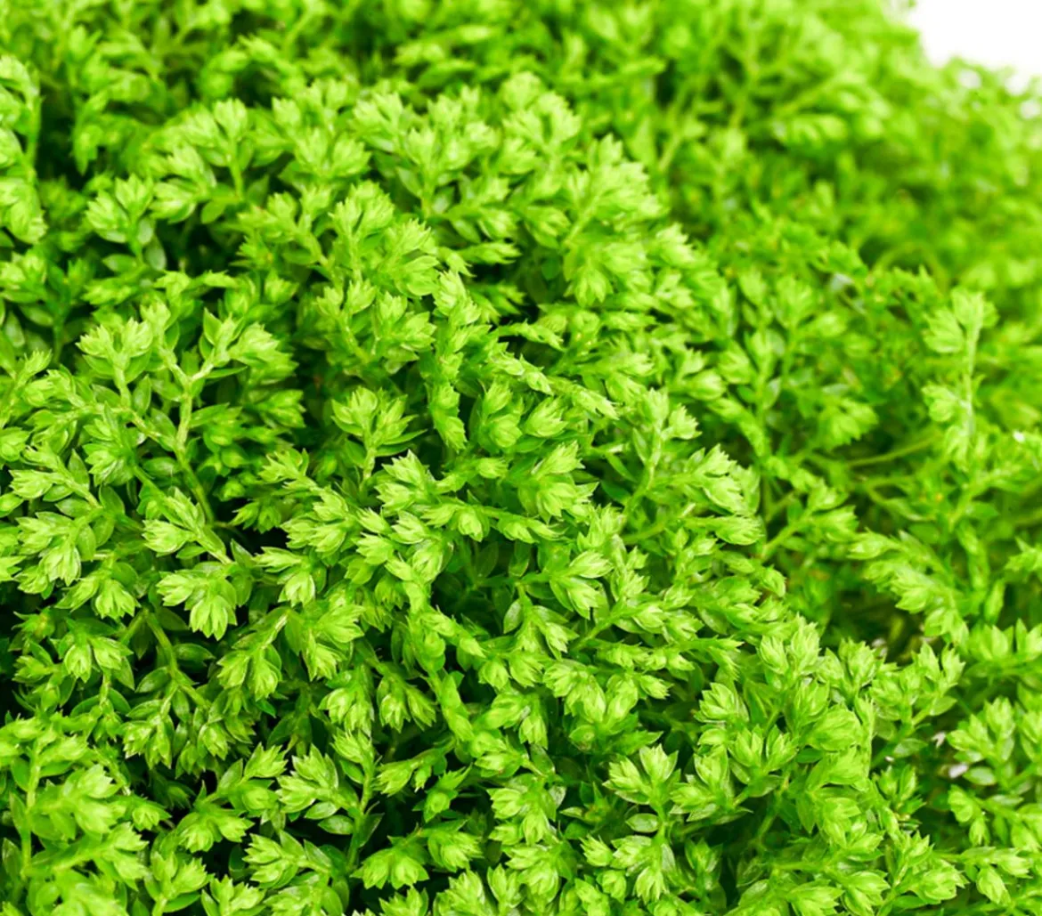 Moosfarn - Selaginella apoda