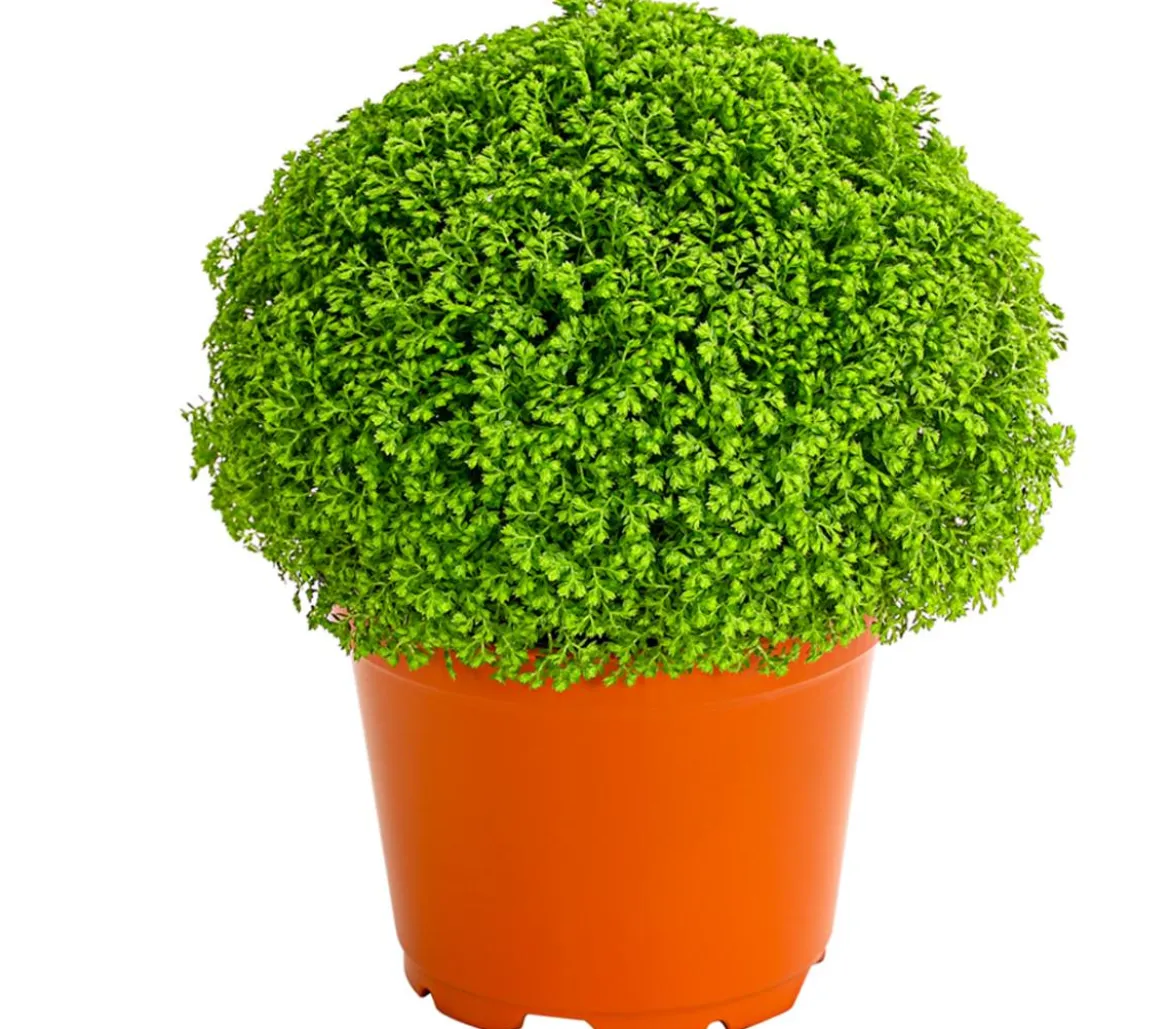 Moosfarn - Selaginella apoda