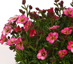 Moos-Steinbrech 'Touran', verschiedene Farben