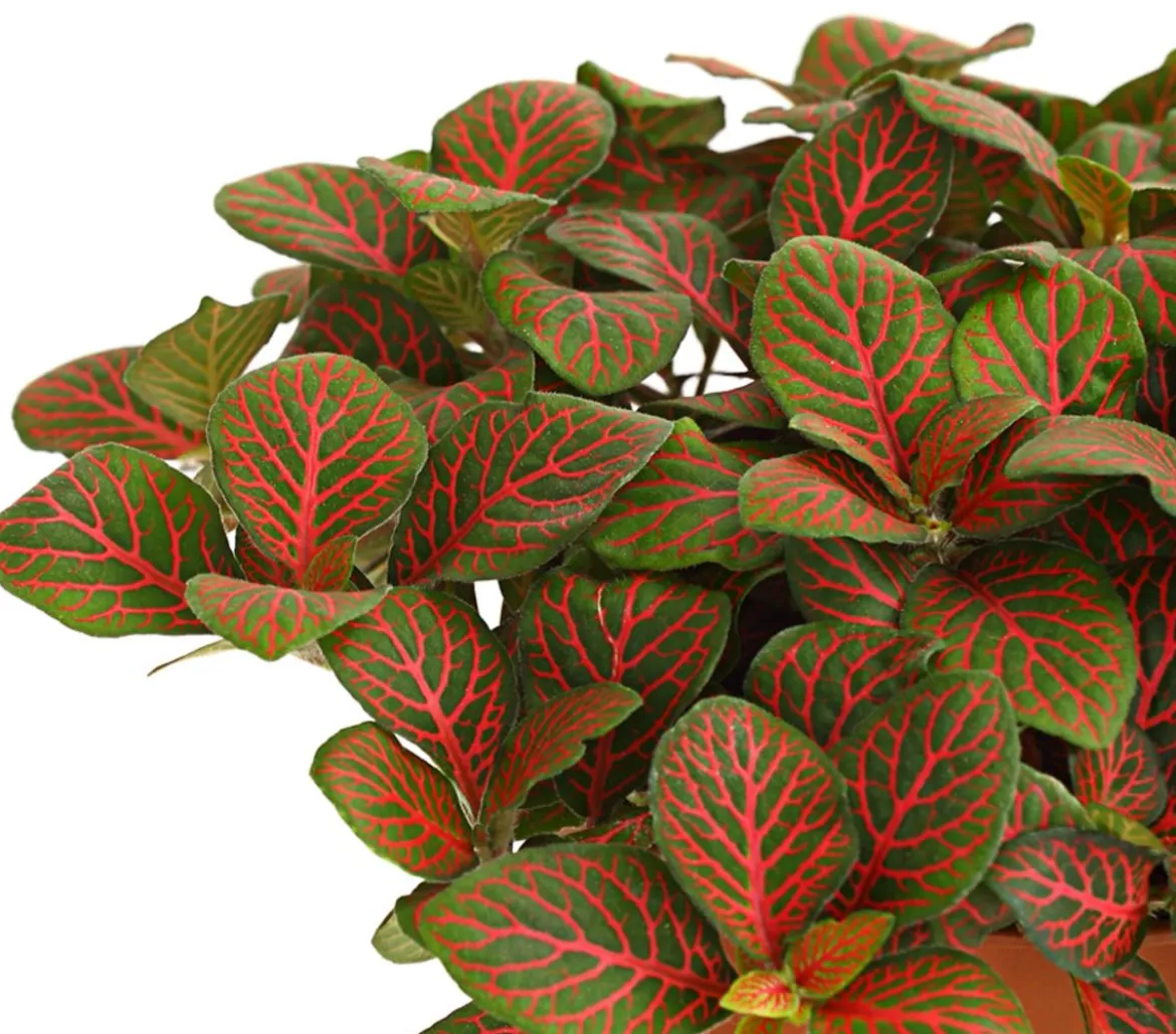 Mosaikpflanze - Fittonia verschaffeltii, verschiedene Sorten